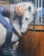 Paarden ponys trailer koets te huur en kinderfeestjes, Ophalen of Verzenden