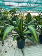 Draceana Charley Kamerplant, Overige soorten, In pot, Minder dan 100 cm, Groene kamerplant