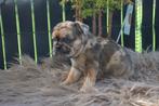 2 franse bulldog teefjes en fluffy isabel, CDV (hondenziekte), België, Particulier, 8 tot 15 weken