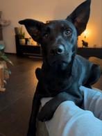 Nieuwe eigenaar gezocht voor onze Zorro, Rabiës (hondsdolheid), Reu, 1 tot 2 jaar, Groot