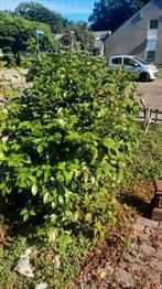 Camelia's 3 stuks in 3 verschillende kleuren, Tuin en Terras, Ophalen