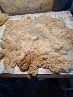 Ruwe vacht Texelaar, Ophalen of Verzenden, Nieuw