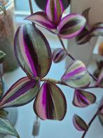 Quadricolor stekjes, Ophalen of Verzenden, Overige soorten, Minder dan 100 cm