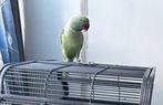 Alexander parkiet 1.5 jaar oud., Dieren en Toebehoren, Vogels | Parkieten en Papegaaien, Mannelijk, Parkiet