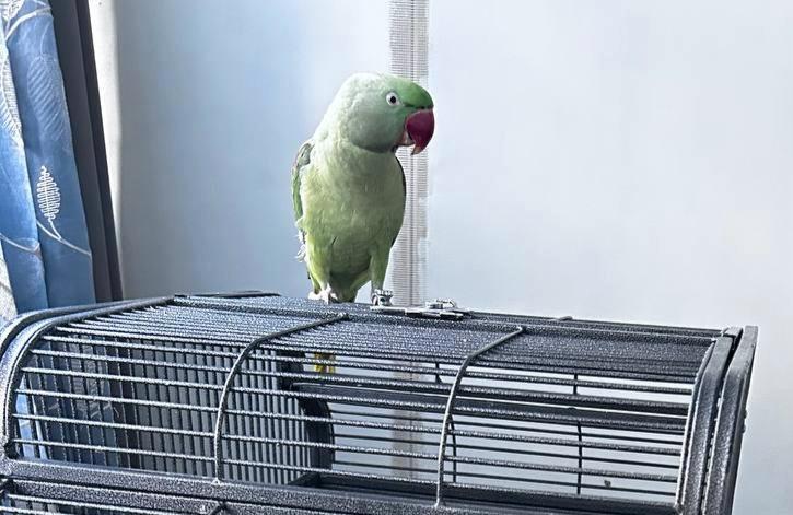 Alexander parkiet 1.5 jaar oud., Dieren en Toebehoren, Vogels | Parkieten en Papegaaien, Parkiet, Mannelijk