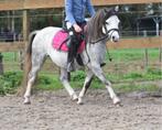 Superbrave, bloedmooie Welsh rijpony ruin, Dieren en Toebehoren, Pony's, Gechipt, Ruin, Niet van toepassing, 3 tot 6 jaar