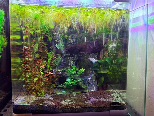 Panorama Nano Aquarium Superfish, Dieren en Toebehoren, Vissen | Aquaria en Toebehoren, Zo goed als nieuw, Gevuld zoetwateraquarium