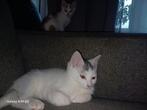 2 lieve kittens katers, Dieren en Toebehoren, Katten en Kittens | Overige Katten, Kater
