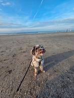 Boomer teefje 1 jaar (uit Nederland), Dieren en Toebehoren, Honden | Chihuahua's en Gezelschapshonden, HCC (leverziekte), Overige rassen