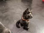 Half Britse Korthaar kittens, Dieren en Toebehoren, Katten en Kittens | Overige Katten, Kortharig, 0 tot 2 jaar