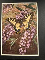 Vlinder Koninginnepage  illustratie Voerman oude kaart 1959, Verzamelen, Ansichtkaarten | Themakaarten, Verzenden, 1940 tot 1960