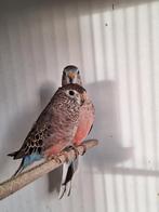 Koppel bourks parkieten, Dieren en Toebehoren, Vogels | Parkieten en Papegaaien, Meerdere dieren, Parkiet