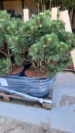 Oostenrijkse den (Pinus nigra 'Nana') 🌿 meerstam, Tuin en Terras, Planten | Bomen, Ophalen, Zomer, Volle zon, Overige soorten