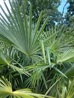 Rhapidophyllum hystrix, Bloeit niet, 100 tot 250 cm, Palmboom, Ophalen