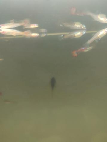 Grijze guppys beschikbaar voor biedingen