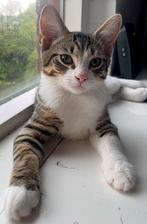 1 kitten (katertje) te koop (geboren 31/03/2025), Dieren en Toebehoren, Katten en Kittens | Overige Katten, Kater, Kortharig, 0 tot 2 jaar