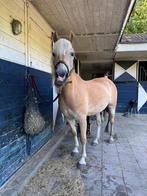 GEZOCHT Stalling, plek aan huis of paddock paradise gezocht., Dieren en Toebehoren, Stalling en Weidegang, Weidegang, 1 paard of pony