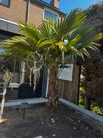Palmboom, Ophalen, Zomer, Overige soorten, Volle zon