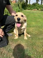 Super lieve labrador pup te koop, 15 weken tot 1 jaar, Teef, Eén hond, Middel