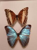 Morpho marcus intermedia, Ophalen of Verzenden, Nieuw, Beeldje of Figuurtje