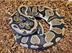 Bewezen Scaleless Head 100% het Pied - man, Dieren en Toebehoren, Slang, 3 tot 6 jaar
