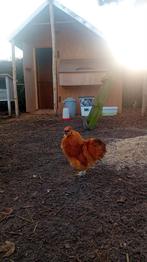 2 prachtige zijdehoender haantjes te koop (ook los te koop), Dieren en Toebehoren, Pluimvee, Mannelijk, Kip