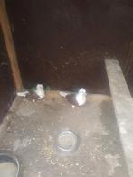 Twee mooie jonge meeuwen, Dieren en Toebehoren