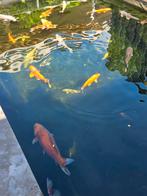 Koi, Dieren en Toebehoren, Vissen | Vijvervissen, Karper of Koi