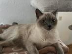 Siamees kat moet snel weg, Poes, Kortharig, 0 tot 2 jaar