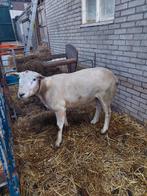 Swifter dekram, Dieren en Toebehoren, Mannelijk, Schaap