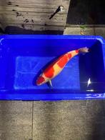 kohaku, Dieren en Toebehoren, Vissen | Vijvervissen, Karper of Koi