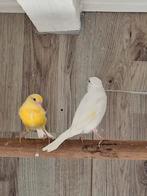 Jonge kanaries, Dieren en Toebehoren, Vogels | Kanaries