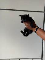 Halve britse korthaar kittens, Meerdere dieren, Ontwormd, 0 tot 2 jaar