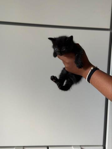 Halve britse korthaar kittens beschikbaar voor biedingen