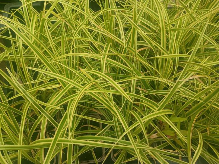 Bonte Carex Siergras - Winterhard & Groenblijvend, Tuin en Terras, Planten | Tuinplanten, Vaste plant, Siergrassen, Halfschaduw