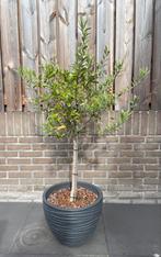 Olijfboom circa 110 cm, Ophalen, Volle zon, Olijfboom, 100 tot 250 cm