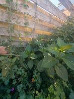 Tuinplanten. hortensia's, fruitboom, vijg, erbena ijzerhard, Tuin en Terras, Planten | Bomen, 100 tot 250 cm, Zomer, Palmboom
