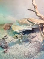 Halsband leguaan man, Dieren en Toebehoren, Hagedis, 0 tot 2 jaar