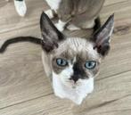 Devon Rex Girl, Dieren en Toebehoren, Kater, Gechipt, 0 tot 2 jaar