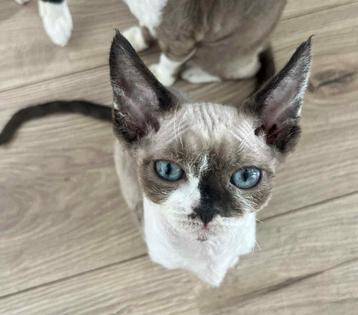 Devon Rex Girl beschikbaar voor biedingen