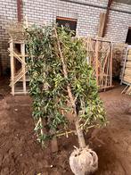 Prunus lusitanica ‘Angustifolia’ | leiboom | 180x100,150x100, Tuin en Terras, Planten | Bomen, Zomer, Leiboom, Ophalen of Verzenden