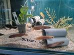 Channa Bleheri Slangenkopvis, Vis, Zoetwatervis