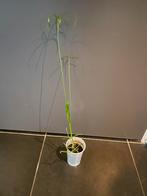 Grote stek van de Parapluplant, Ophalen, Overige soorten, Halfschaduw, 150 tot 200 cm