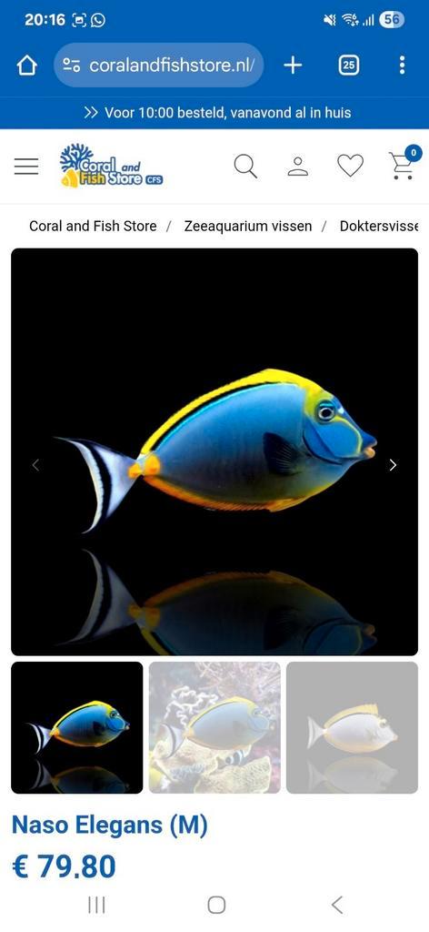Gezocht! Dokters vissen zeeaquarium, Dieren en Toebehoren, Vissen | Aquariumvissen
