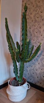 Cactus ( Euphorbia ) groene kamerplant, Ophalen, Halfschaduw, Cactus, 150 tot 200 cm