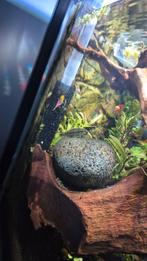 Siamese algeneter, Dieren en Toebehoren, Vissen | Aquariumvissen, Vis, Zoetwatervis