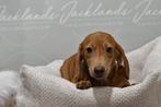 Lieve Mooie Schattige Teckel Puppys Beschikbaar, Dieren en Toebehoren, Honden | Teckels en Dashonden, Reu, CDV (hondenziekte)