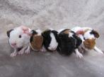 Enkele baby cavia's, Meerdere dieren, Cavia, Na 1 juli 2024