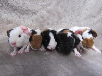 Enkele baby cavia's beschikbaar voor biedingen