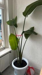 Bloemen, Huis en Inrichting, Kamerplanten, Ophalen of Verzenden, Overige soorten, Minder dan 100 cm